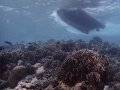 Wonderful visibility diving at one of the atolls