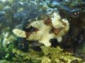 Frogfish