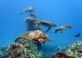 Turtles at Mala Wharf