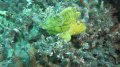 Leaf scorpionfish