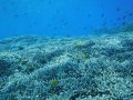 Hard coral reef, Anenome City