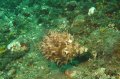 Leafy Filefish