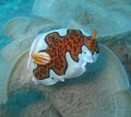 Goniobranchus gleniei, Indian Ocean only