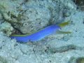 Blur ribbon eel