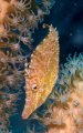 Slender Filefish