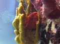 Frogfish