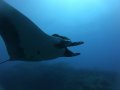 Manta ray