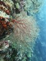 Wall of corals