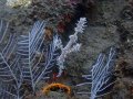 Ghost pipefish