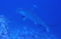 Hammerheads everywhere