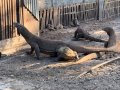 Four dragons at Komodo National Park