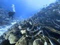 Cabbage Coral, Ulong Channel