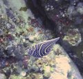 Juvenile Emperor Angel Fish