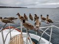 Boobies on our boat