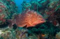 Red grouper