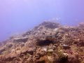 White Tip Shark and Hard Corals