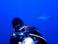 Tiger shark on the retreat after checking us out