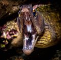 Purplemouth Moray Eel