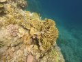 Snorkeling on the house reef.