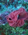 Spanish Dancer eggcase