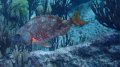 Red parrot fish