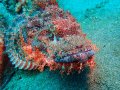 Scorpion Fish