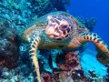 Apo Island Turtle