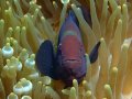 Anemone Fish