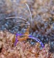 Pederson Cleaner Shrimp