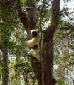 Sifakas allow pretty close approach; Tsingy area, central west Madagascar mainland