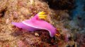 Nudibranch