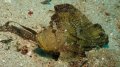 Leaf Scorpion Fish