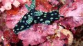 Nudibranch