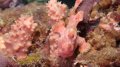 Frog fish