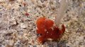 JUvenile Frogfish