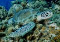 Green Turtle