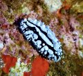 scrambled egg nudibranch