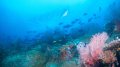 Reef scene in the Banda Sea