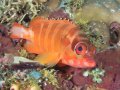 Blacktip grouper