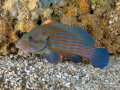 Bluestriped Grouper