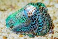 bobtail squid