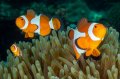 False clown anemonefish