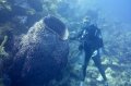 Lots of barrel sponges,Little Cayman