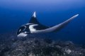 Oceanic Manta Ray