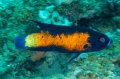 Northern tubelip wrasse