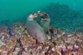 Playful sea lions