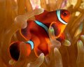 Spinecheek anemonefish