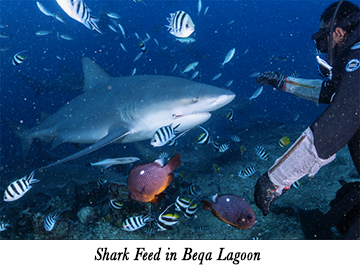 Shark Feed in Beqa Lagoon