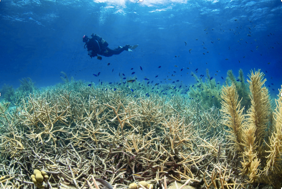 Bonaire's Reefs This Summer