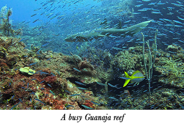 A busy Guanaja reef